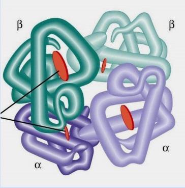ESTRUTURA QUATERNÁRIA É a associação entre as cadeias polipeptídicas (subunidades) que constituem a proteína ativa - Interações entre grupos laterais de cadeias diferentes; -
