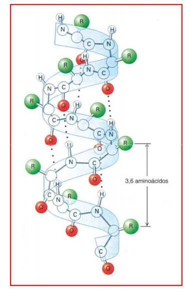 ESTRUTURA SECUNDÁRIA Interações do tipo ligação de Hidrogênio entre os grupos C=O e o N-H da ligação peptídica Conformação em Alfa-Hélice: - O esqueleto polipeptídico se molda em uma conformação