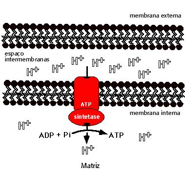 Espaço intermembranas O 2 é a aceptor final de e - sendo convertido em água