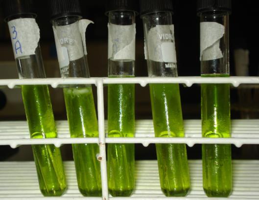 7 Ao prosseguir com os testes nenhuma das amostras apresentaram resultados positivos tanto para coliformes termotolerantes quanto para totais.