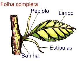 Morfologia da folha Haste que fixa a folha ao caule Lâmina foliar (região +