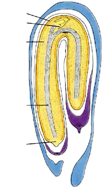 Meristemas apicais Meristema apical: Promove crescimento vertical Origem: Embrião da planta (ápice do caule e da raiz) Protoderme Meristema Apical do caule Meristema Fundamental Meristema apical