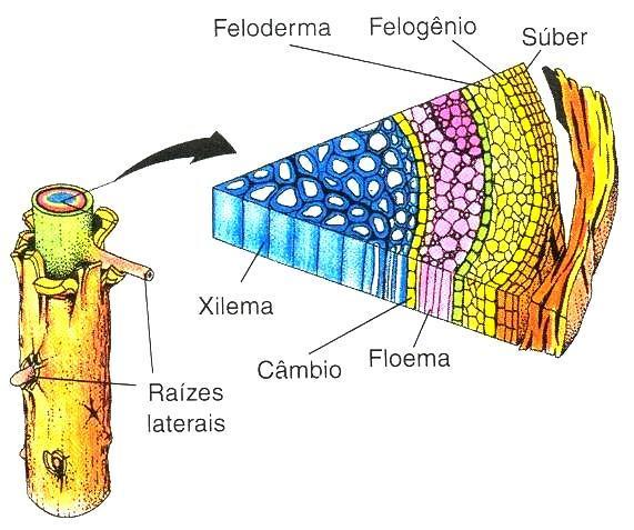 Meristemas apicais Tipos de Meristemas: b) Meristema secundário: Gimnospermas e Angiospermas Origem: A partir da desdiferenciação de células parenquimáticas do córtex da