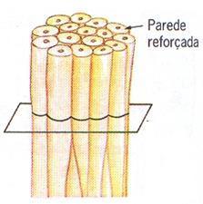 Fibras esclerenquimáticas Promove