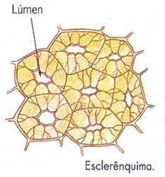 Esclereídes Possuei lúmen celular