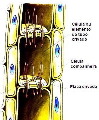 Tecidos de condutores Floema ou Líber (tecido vivo) Origem: Procâmbio Função: Conduzir a seiva elaborada (matéria orgânica) produzida pelas folhas par todas as células da planta.