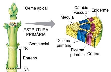 Estrutura interna do caule Caule - Crescimento primário Monocotiledôneas I) Epiderme o Camada única de células periféricas o As vezes contém estômatos que promovem trocas gasosas.