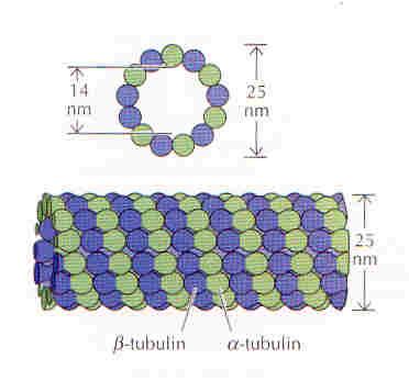 Microtubulos Dímeros de alfa e betatubulinas polimerizam para formar microtubulos, os quais são compostos por 13 protofilamentos montandos em núcleo cilindríco Como
