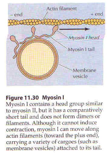 Proteínas motoras Miosina-I contém um grupo cabeça similar a miosina II, mas ela tem uma cauda relativamente curta e não forma dímeros ou filamentos.