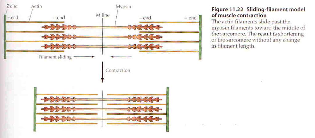 Estrutura do sarcômero Banda I - filamentos de actina Banda A - miosinas