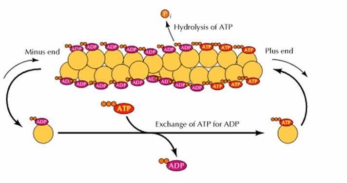 Actina-ATP associa-se mais rápidamente extremidade mais (+), e ATP ligado a actina é hidrolisado para ADP.