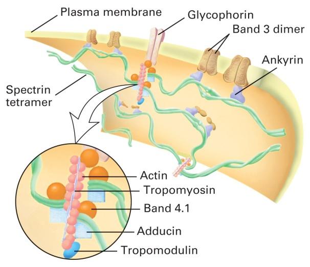 associação com proteina banda 4.1.