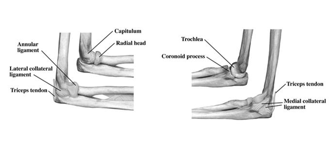 Articulações Rádio-ulnares Proximal e Distal LIMITAÇÃO DE MOVIMENTO: Em supinação: tensão ligs. radio-ulnar palmar, lig. anular, ligs. colateral ulnar e radial Em pronação: tensão nos ligs.