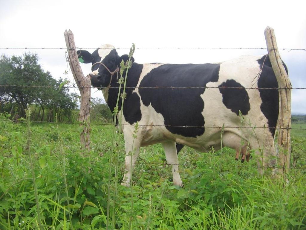 Alimentação tradicional: Milho;