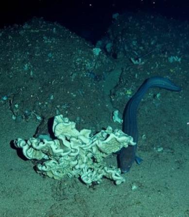Agregações de esponjas do mar profundo: Densidade