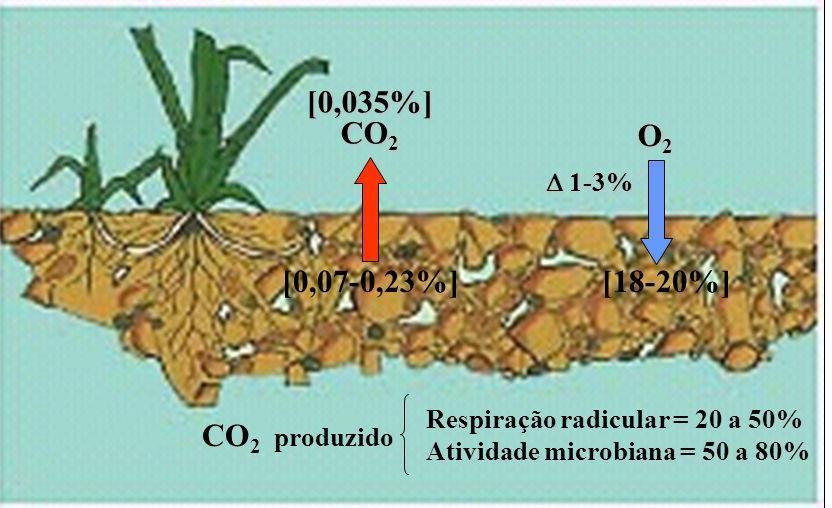 Atividade Decompositora do Solo Fungos e bactérias Realizam