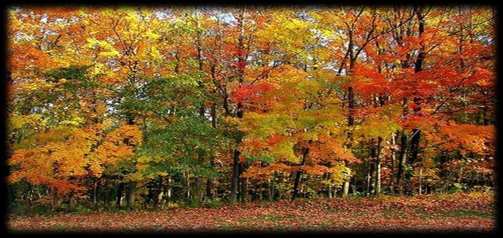 Estoque de Serrapilheira Floresta de clima temperado Deposição