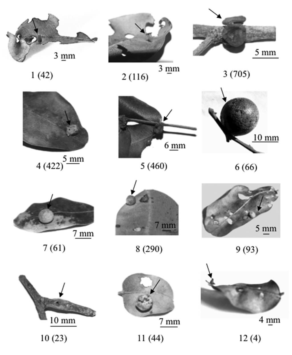 12 F VIEIRA DA COSTA ET AL. Ecología Austral 20:9-17 Figura 1. Morfotipos de galhas (1 a 23) associadas a C. langsdorffii em um fragmento de Cerrado (Montes Claros, Minas Gerais, Brasil).