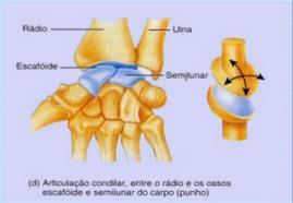 BIAXIAL Articulação Condilar: Nesse tipo de articulação, uma superfície articular ovóide ou condilar é recebida em uma cavidade elíptica de modo a permitir os