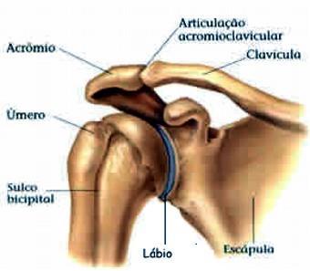 As articulações que além de flexão, extensão, abdução e adução, permitem também a