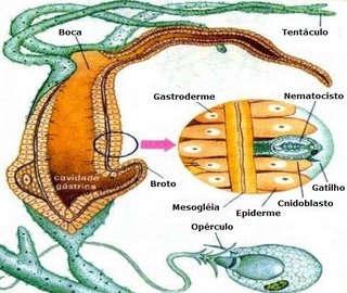 Os Platelmintos Caracteristicas exclusivas 1) Apresentam o corpo achatado. 2) Apresentam uma cabeça com um par de ocelos, que são órgãos sensíveis a luz.