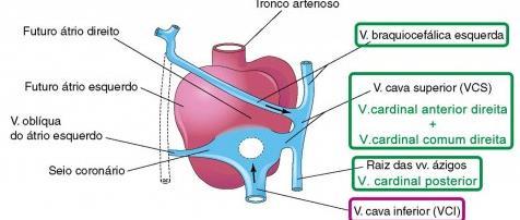 FORMAÇÃO DAS VEIAS Veias cardinais posteriores = desenvolvem primariamente como os vasos do