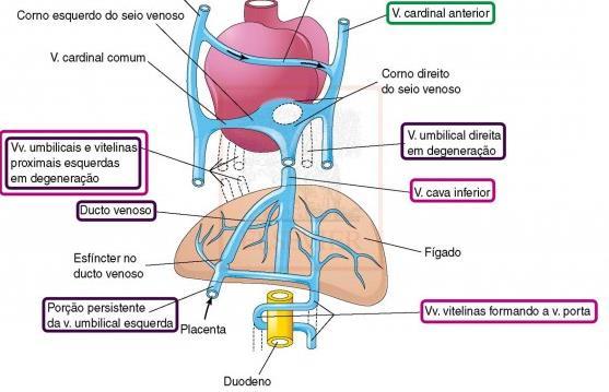FORMAÇÃO DAS VEIAS Formação do fígado = veia umbilical direita e porção da veia