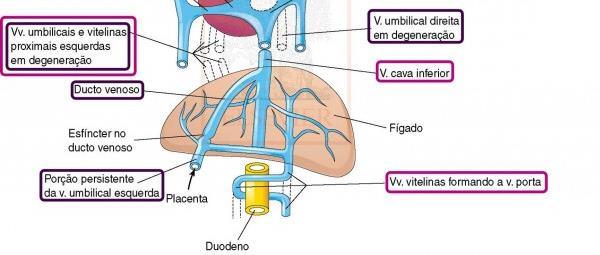 FORMAÇÃO DAS VEIAS Veias vitelínicas = levam o sangue pobre em oxigênio da vesícula umbilical = pelo ducto onfaloentérico (vitelínico)