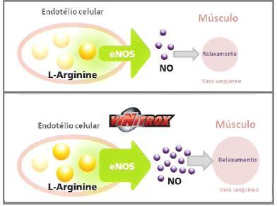 Figura 1. Aumento do relaxamento do endotélio vascular promovido por ViNitrox resultando em maior aporte sanguíneo para o músculo.