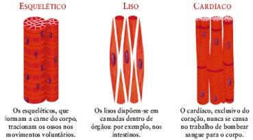 Músculo estriado esquelético: presentes em nosso corpo se ligando ao esqueleto, possuem estrias, com diversos núcleos, são cilíndricas, de contração rápida e voluntária, não possuem discos