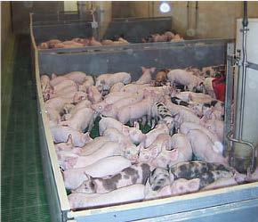 32/37 Necessidades básicas dos suínos: Densidade Quando há muitos animais eles perdem a condição de delimitar as áreas As zonas de descanso e de