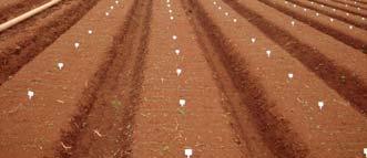 galhas na raiz principal das progênies e cultivares/produção total de raízes x 100), rendimento em toneladas por hectare (ton/ha) e o fator de reprodução (FR).