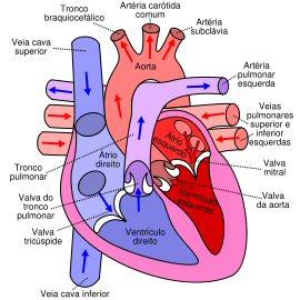 RESUMO Nos seres humanos, a circulação é fechada, dupla e completa, e o órgão central deste processo é o coração.