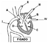5. A figura abaixo esquematiza o coração de um mamífero. a) Em qual das câmaras do coração, identificadas por A, B, C e D, chega o sangue rico em gás oxigênio?