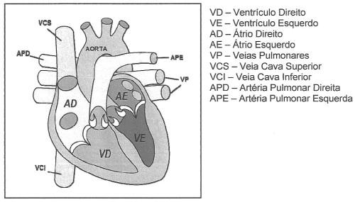 5. A figura abaixo representa o esquema de um coração humano, no qual estão indicadas algumas de suas estruturas. Analise as proposições em relação a este órgão. I.