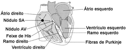 O ventrículo direito do coração possui paredes mais espessas do que o ventrículo esquerdo, pois tem que impulsionar o sangue rico em oxigênio para todo o corpo. IV.