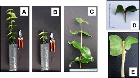 Porta-enxertos e Épocas de Enxertia na Propagação da Pitangueira (Eugenia uniflora) 13 Figura 1.