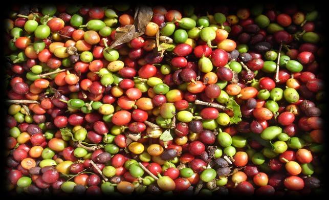 1 PRÉ-COLHEITA SEGMENTAÇÃO DAS LAVOURAS Anteriormente na cafeicultura brasileira não se preocupava com as características de cada