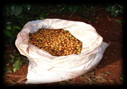 Com o desenvolvimento das novas tecnologias de colheita e principalmente pós-colheita, hoje no Brasil muitos cafeicultores já consegue