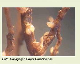 nematoide com formato de limão