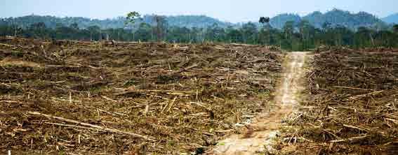 41 Definições de desmatamento zero Desmatamento Zero Bruto (DZB): significa que nenhuma área de vegetação natural foi convertida ou derrubada para implementação daquela cadeia produtiva.
