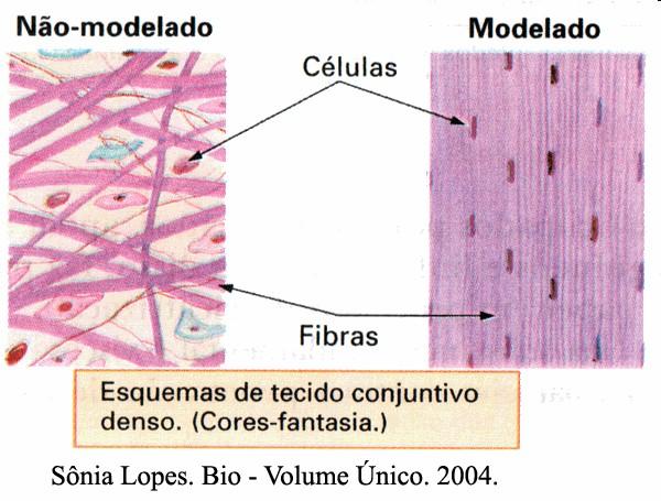Tecido Conjuntivo Denso Função: resistência e proteção (predominância de fibras colágenas) Menos flexível e mais resistente