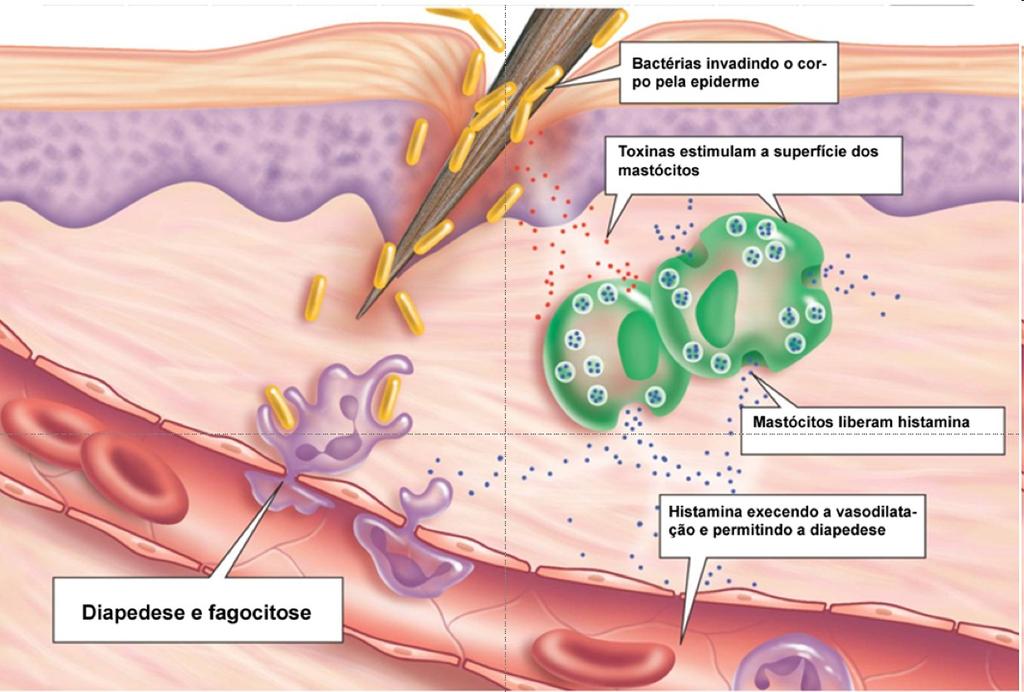 Diapedese e a Inflamação