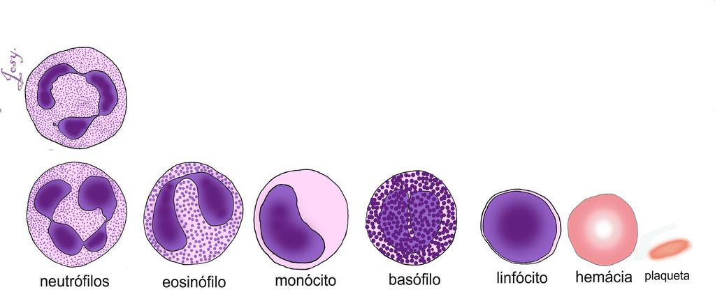 Tecido Conjuntivo Especializado: Sanguíneo Sangue: plasma + elementos