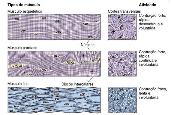 Tecido Muscular 3 tipos de tecidos: