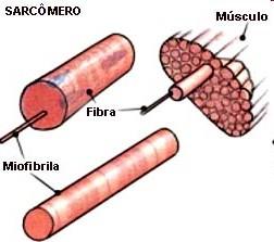 circulação sanguínea (VEIAS) Células alongadas multinucleadas; feixes musculares em uma única