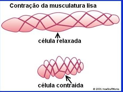 Tecido Muscular Liso Células Fusiformes (fuzil); Capacidade regenerativa;