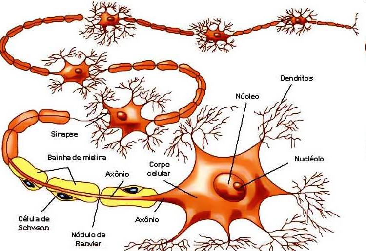 Tecido Nervoso Neurônios Impulso Nervo (dendrito axônio) Nódulo de