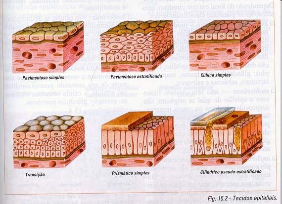 Tecido Epitelial Tipos de