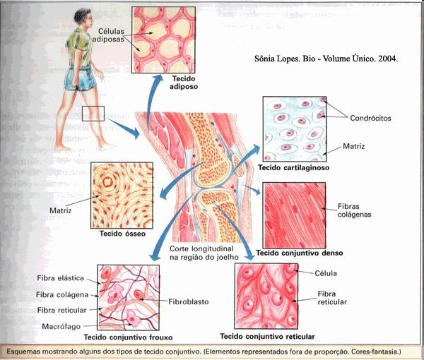 Tecido Conjuntivo